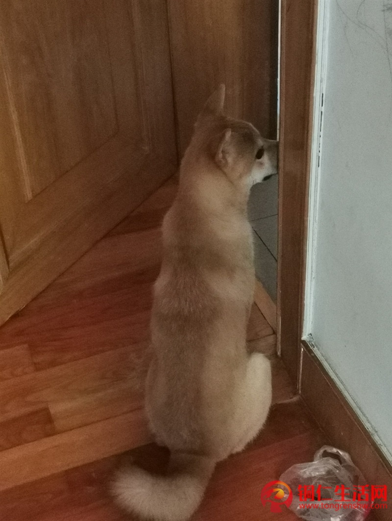 低價出售成年純種柴犬，希望找個好人家 ！