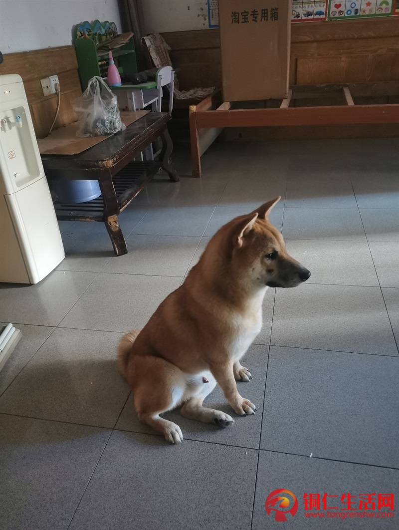 低價出售成年純種柴犬，希望找個好人家 ！